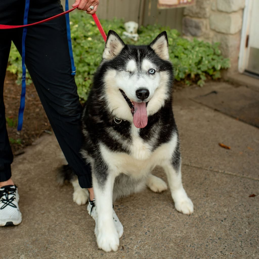 Meet Liv at Phoenix Animal Rescue!