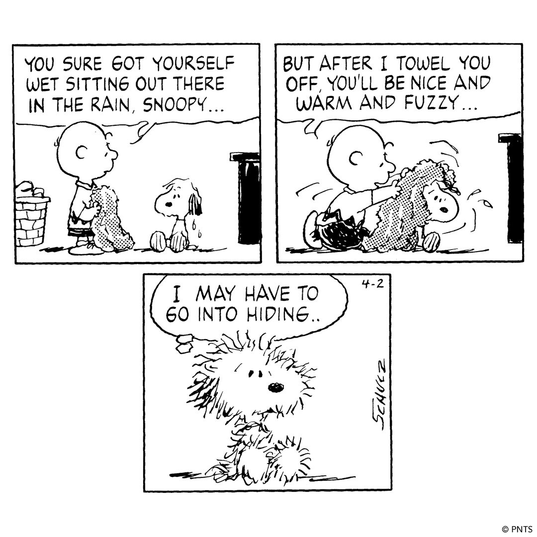 three frames of a Peanuts Comic . Frame one features Charlie Brown offering a towel to a dripping wet and sad Snoopy and saying "You sure got yourself wet sitting out there in the rain, Snoopy. Frame two shows Charlie brown vigorously drying Snoopy with the towel as he says, "But after I towel you off, you'll be nice and warm and fuzzy..". The third and final frame shows Snoopy as a frizzy puffball with a worried look on his face, thinking "I may have to go into hiding."