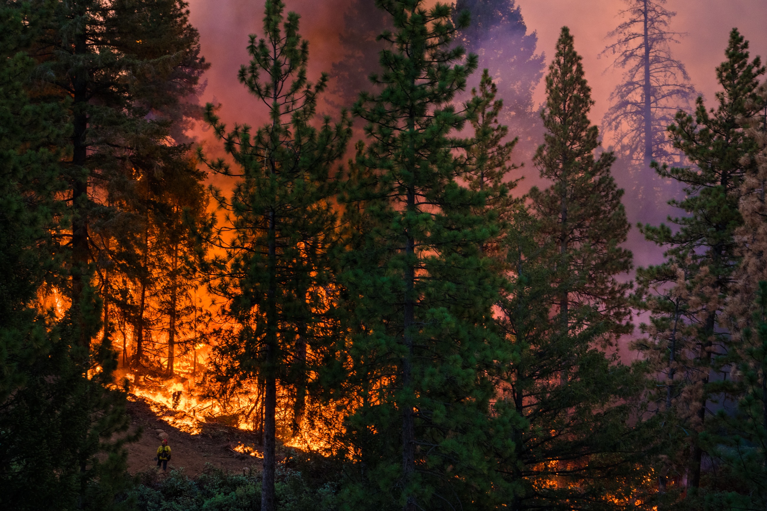Mosquito Fire burning orange flames and purple haze with pine trees